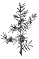 Juniper botanical illustration